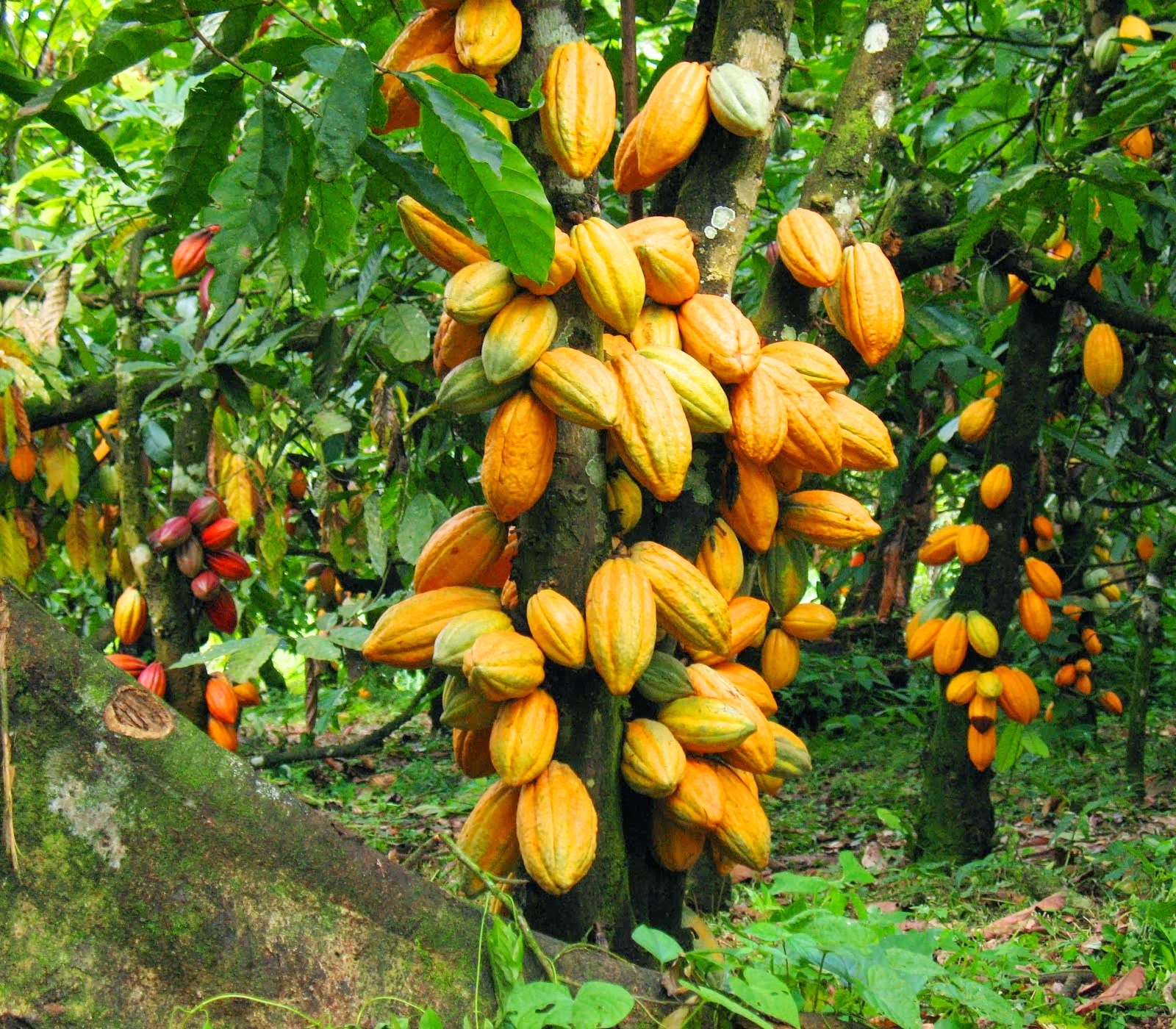 farmers-to-smuggle-cocoa-ghana-news-today-ghana-news-news-about